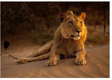 KING OF THE DESERT LIONS Wildlife Docu