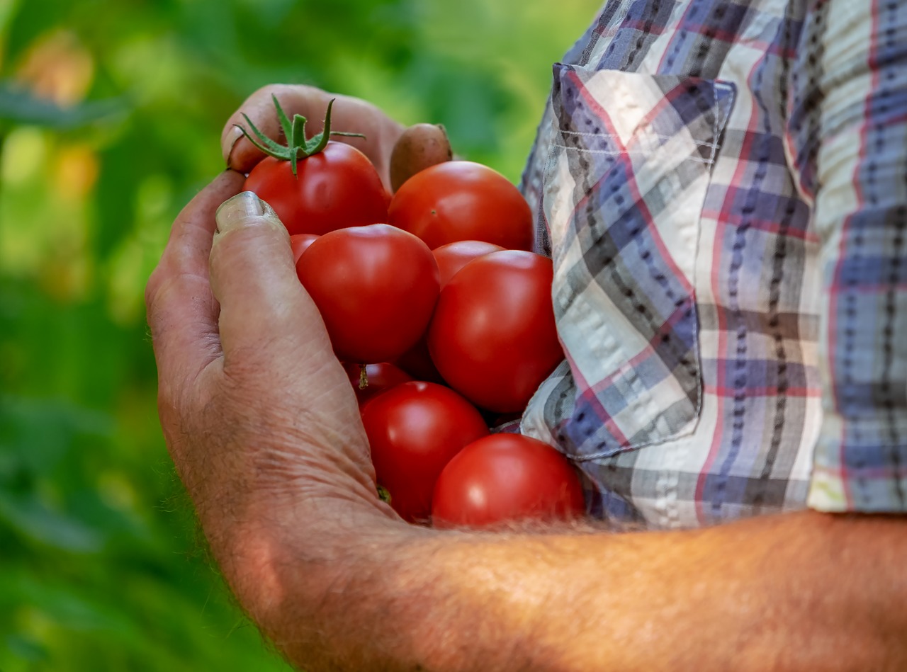 ¿Aburridos Del Tomate? Preparen Esta Receta