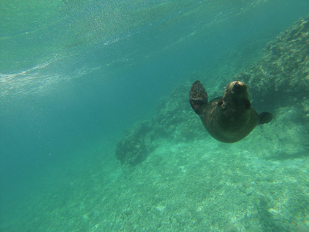 Vaquita Marina @EstilosBlog