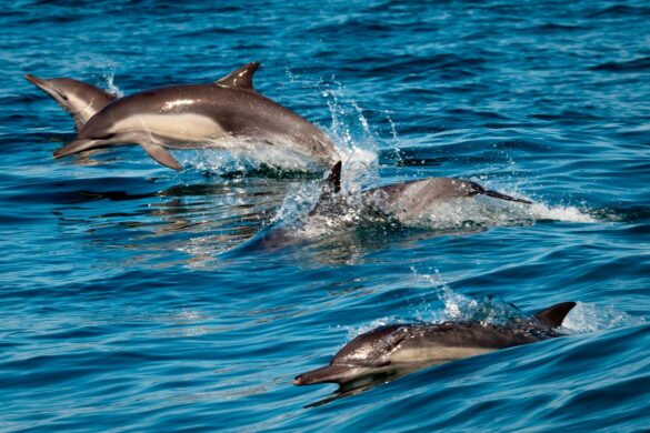 Clean Up Debris In Florida Keys