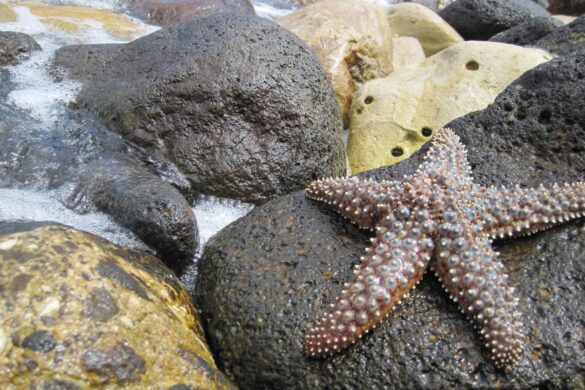 National Marine Sanctuary Foundation Partners With 10 Florida Keys Dive Operators