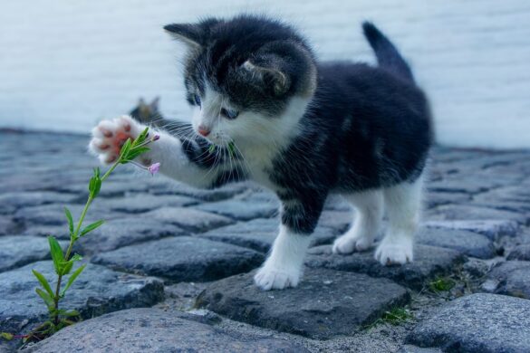 Protect Your Pets From Poisonous Plants This Summer