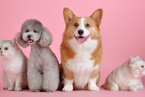El Paseo De Los Perros Y Los Gatos Ya Abrió Al Público En El Maurice Ferre Park