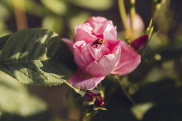 Lancôme Harvests Its First Organic Roses Grown In France For The Creation Of Perfumes