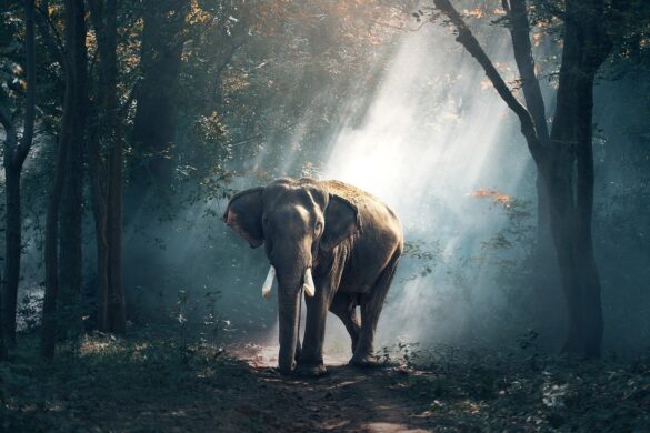 NWC Applauds Ongoing Anti-Wildlife Trafficking Efforts by State Department