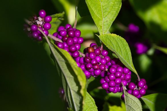 American Beautyberry Named Newest Texas Superstar